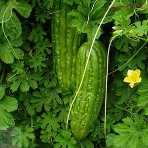 May include: Two green bitter melon gourds growing on a vine with green leaves and a single yellow flower.
