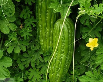 Bitter Gourd Seeds - Green Skin Long Bitter Gourd seeds - Bitter melon Seeds - FREE SHIPPING | Treevales