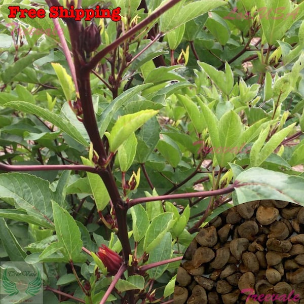 Burmese Roselle Seeds | Asian Sour Leaf - Chin Baung Seeds | Vegetable Seeds | Treevales