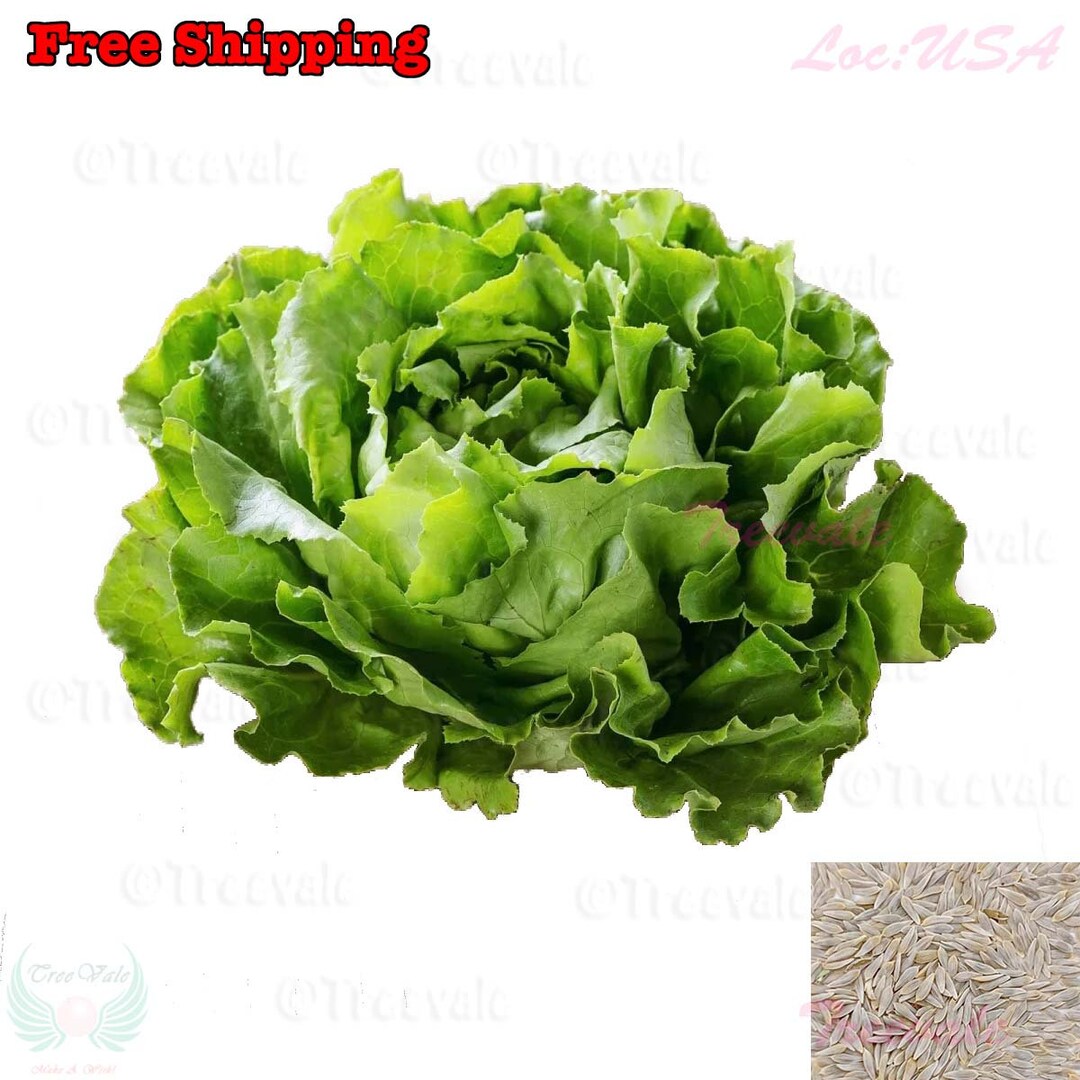 Butter Lettuce SEEDS Early Green Butter Head Lettuce SEEDS Nongmo