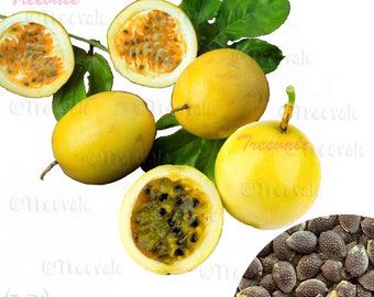 Yellow Passion Fruit, Passiflora Edulis, Vine Passion Flower Seeds | Vegetable Seeds | Treevales