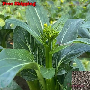 Yu Choy Sum Seeds - Early Green | Chinese Flowering Cabbage SEEDS | Non-GMO, Organic | Treevales