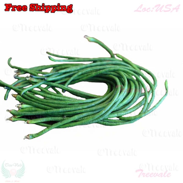 Dark Green Yardlong Bean, Asparagus Bean, Snake Bean, Chinese Long Bean, Yu Long Yardlong Bean SEEDS| Non-GMO, Organic | Treevales