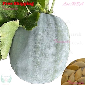 May include: A light green, round, smooth, and slightly bumpy winter melon with a vine attached. The melon is about 8 inches in diameter. The image also shows a close-up of the seeds, which are light brown and oval-shaped.