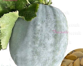 Chinese Giant Wax Gourd Seeds- Ash Gourd, White Winter Gourd, Tung Qua Seeds | Vegetable Seeds | Treevales