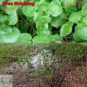 Watercress Seeds, Cress Seeds, Yellowcress Herb SEEDS | Vegetable Seeds | Treevales