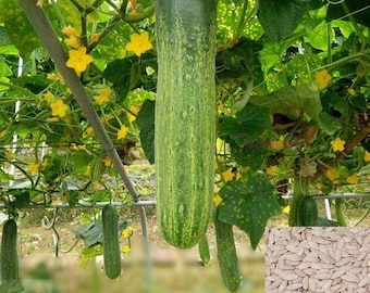 Cucumber SEEDS, Asia Summer Cucumber SEEDS| Non-GMO, Organic | Treevales