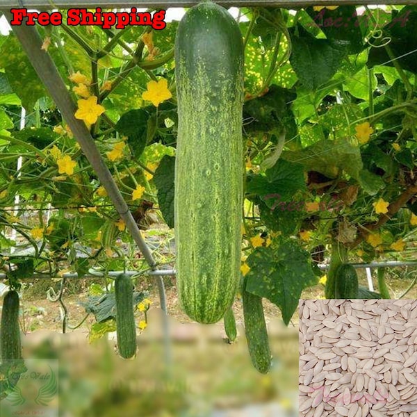 Cucumber SEEDS, Asia Summer Cucumber SEEDS| Non-GMO, Organic | Treevales