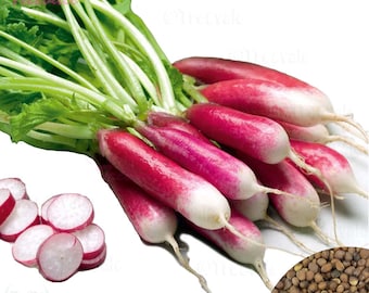 French Breakfast Radish, Red Radish, Radish SEEDS | Vegetable Seeds | Treevales