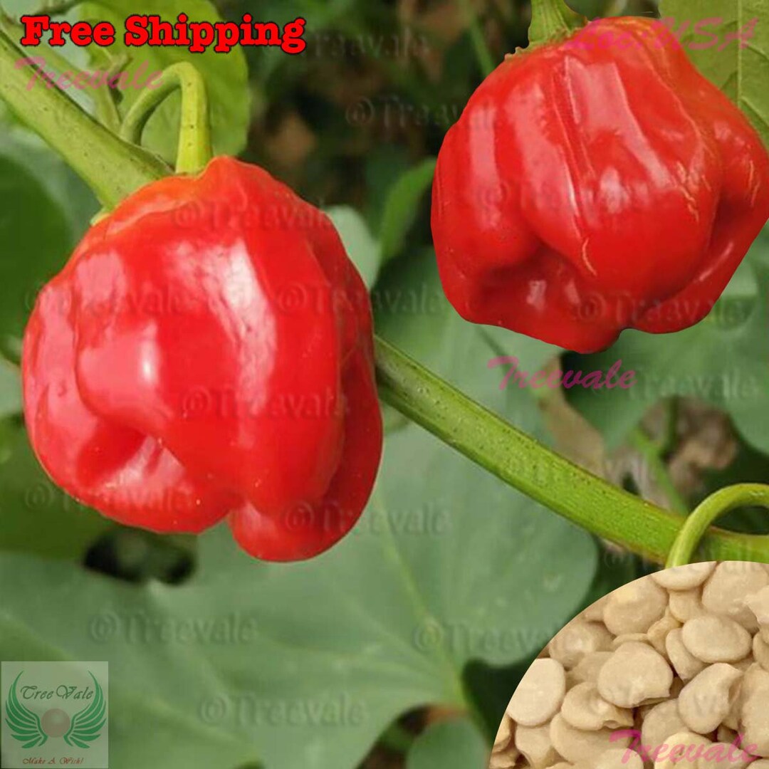 Ghost Pepper SEEDS | Ghost Chili, Red Bhut Jolokia SEEDS | Non-gmo ...