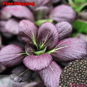 Purple Pak Choy SEEDS | Purple Pak Choi, Purple Bok Choy SEEDS | Non-GMO, Organic | Treevales