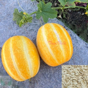 May include: Two yellow and white striped melons with a close-up of seeds. The melons are oval-shaped and have a bright yellow color with lighter yellow stripes. The seeds are a light tan color.