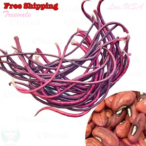 May include: A bunch of long, thin, purple and red beans. The beans are arranged in a loose pile. There are also some red kidney beans in the image.