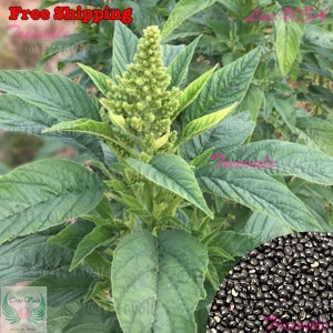 Green Leaf Amaranth SEEDS | Green Amaranth, Jamaican Callaloo, Yin Choi SEEDS | Non-GMO, Organic | Treevales