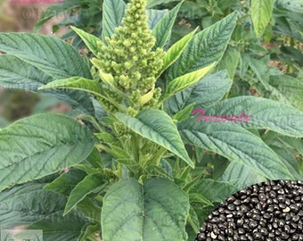 Green Leaf Amaranth SEEDS | Green Amaranth, Jamaican Callaloo, Yin Choi SEEDS | Non-GMO, Organic | Treevales