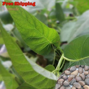Ong Choy, Kong Xin Cai, Kankon, You-Sai, Ong Tsoi, Weng Cai, Toongsin Tsai SEEDS | Vegetable SEEDS | Treevales