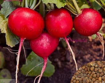 German Giant Radish Seeds - Large Red Globe Radishes | Vegetable Seeds | Treevales