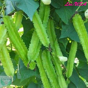 Winged Bean Seeds, ĐẬU RỒNG, Dara Dham Bala manila Goa, Dragon bean - Free Shipping