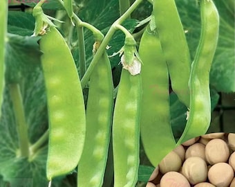 Sugar Snow Pea SEEDS | Melting Sugar Snow Pea SEEDS | Non-GMO, Organic | Treevales