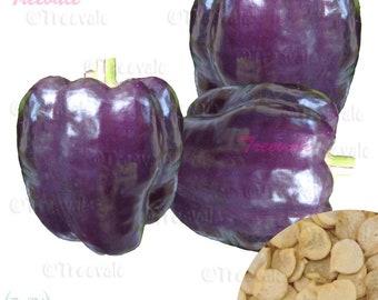 Purple Bell Pepper SEEDS | Purple Beauty, Purple Sweet Bell Pepper SEEDS | Non-GMO, Organic | Treevales