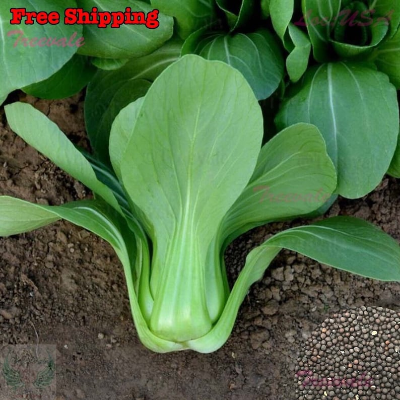 May include: Close-up of a green bok choy plant growing in soil.  A small pile of black seeds is visible in the lower right corner of the image.