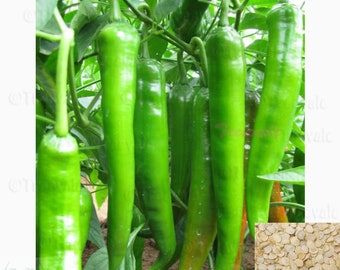 Anaheim Hot Pepper , Green Hot Chili Pepper Seeds | Non-GMO, Organic | Treevales
