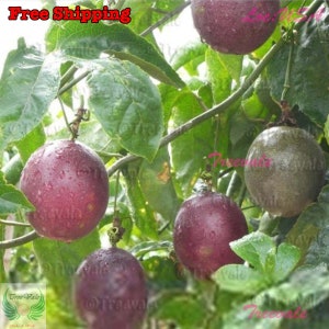 May include: Close-up of a passion fruit vine with several ripe purple passion fruits. The fruits are hanging from the vine and have a glossy, smooth skin.