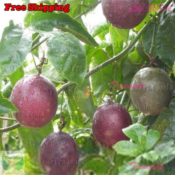 Purple Passion Fruit, Passiflora Edulis, Vine Passion Flower SEEDS | NON-GMO, Organic | Treevales