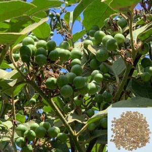 SEEDS Pea Eggplant, Brush Eggplant, Turkey Berry, Thai Pea Eggplant Seeds - Free Shipping