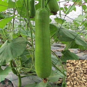 Bottle Gourd, Calabash Gourd, Gourds, Long Bottle Gourd Seeds | Non-GMO, Organic | Treevales