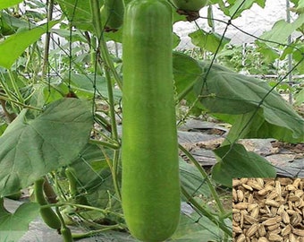 Bottle Gourd, Calabash Gourd, Gourds, Long Bottle Gourd Seeds | Non-GMO, Organic | Treevales