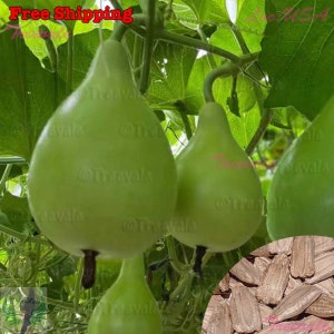 Pear Shape Bottle Gourd SEEDS - Calabash, Gourd, Pear Gourd SEEDS | Vegetable Seeds | Treevales