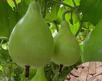 Pear Shape Bottle Gourd SEEDS - Calabash, Gourd, Pear Gourd SEEDS | Vegetable Seeds | Treevales