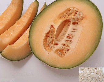 Hales Best Jumbo Cantaloupe Seeds, Hale’s Best Melon seeds, muskmelon | Non-GMO, Organic |Treevales