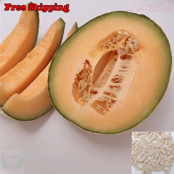 Hales Best Jumbo Cantaloupe Seeds, Hale’s Best Melon seeds, muskmelon | Non-GMO, Organic |Treevales