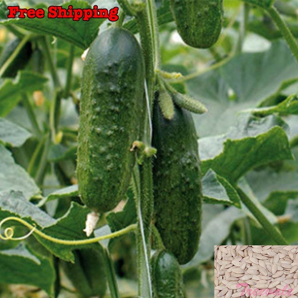 Cucumber, Boston Pickling Cucumber seeds | Non-GMO, Organic | Treevales