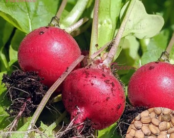 Champion Radish SEEDS - Red Round Radish SEEDS | Vegetable Seeds | Treevales