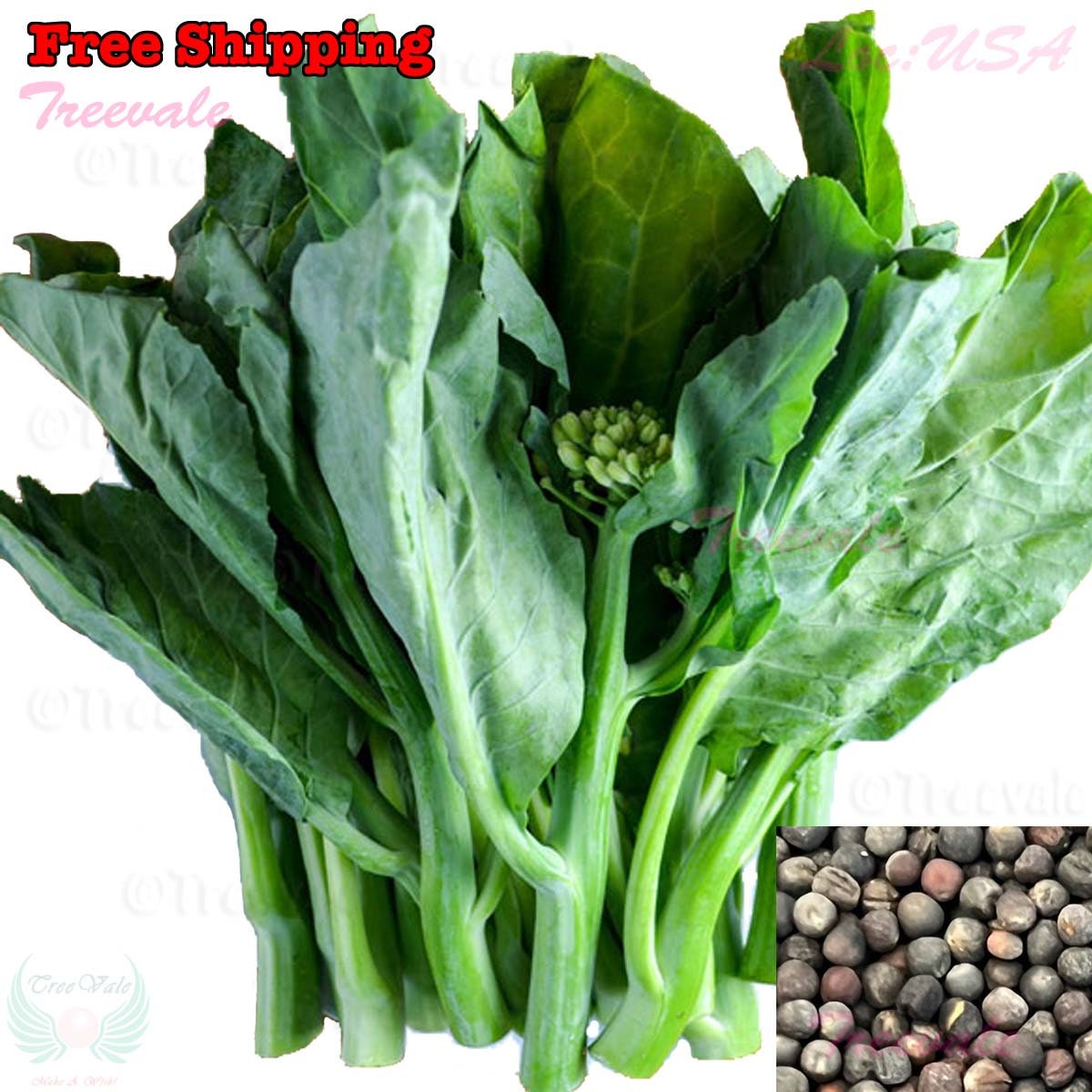 Chinese Broccoli, Whiteflowering Broccoli, Kailan, Chinese Kale SEEDS nongmo, Organic