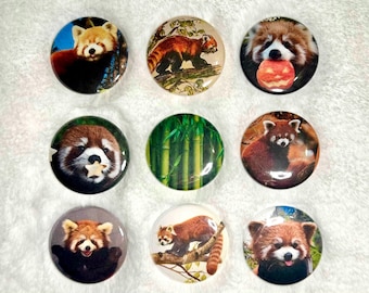 Red Panda Animal 1.5" Pinback Buttons
