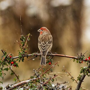 Signiertes Farbfoto von Finke | Original Natur Wandkunst | Fine Art Wildlife Fotodruck
