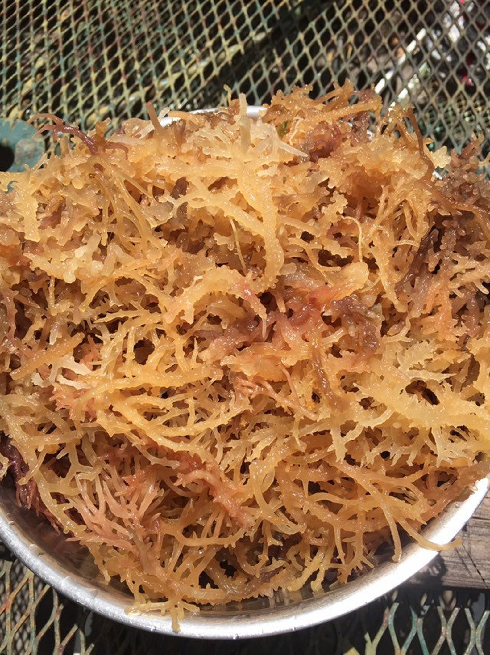 Musgo de mar Chondrus crispus St Lucian wildcrafted Musgo Etsy