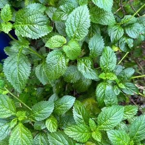 Blue Vervain Leaves wildcrafted Florida grown dried leaves