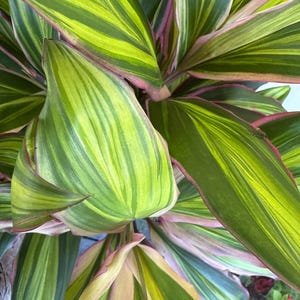 Kiwi Cordyline Ti-växt – levande stjälkstickling (10–15 cm) ekologisk från Hawaii
