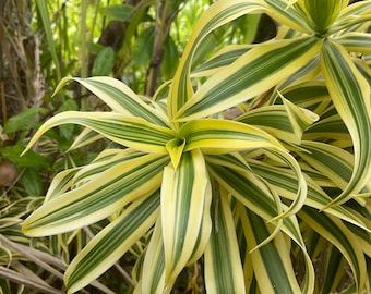 Dracaena Anita Variegated, Stump, 10 Pot - Etsy Canada