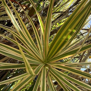 Rara talea di albero del drago variegato – Dracaena marginata tricolore bianca – senza radici