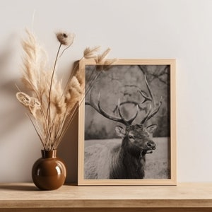 Elk Photo Photography Digital Photo Nature Art Printable Digital Download Instant Download Wall Art