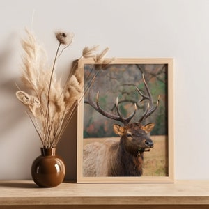 Elk Photo Photography Digital Photo Nature Art Printable Digital Download Instant Download Wall Art