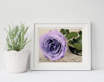Purple Rose - Flower picture - Art Printable - Landscape - Digital Photo - Digital Download - Instant Download - Wall Art - Photography