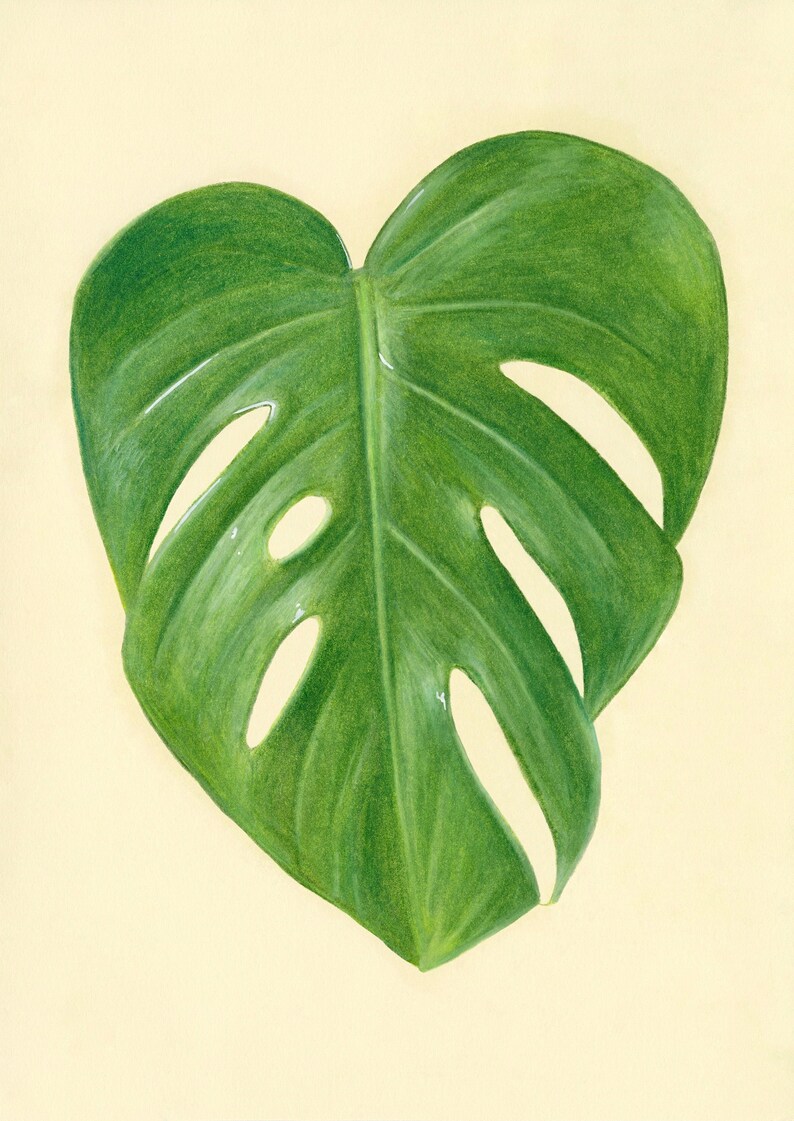 Monstera Deliciosa A5 Giclee Archival Still Life Art Print Etsy