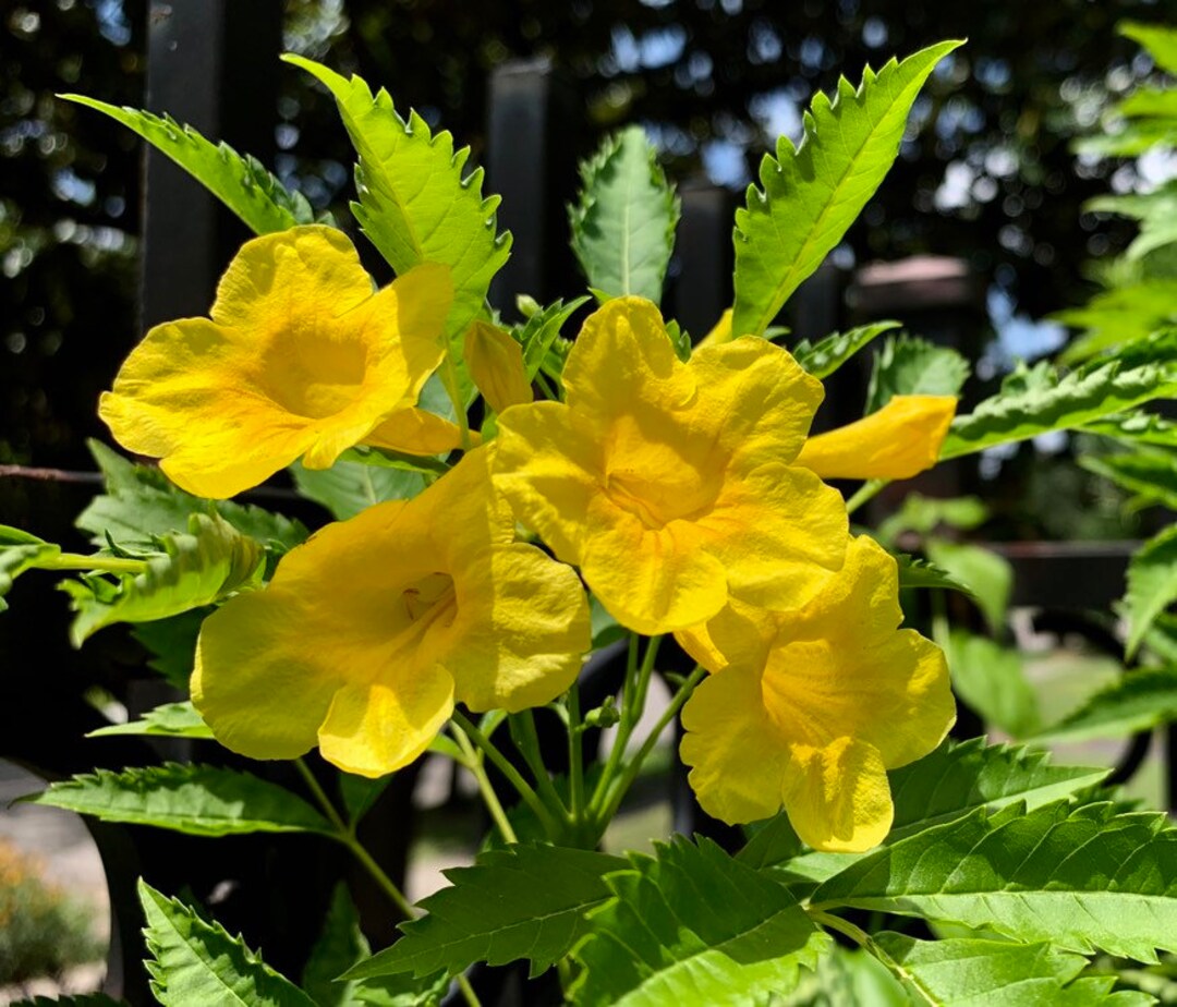 Yellow Bells. Esperanza 20 Seeds Native Showy Shrub Makes Etsy